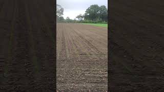 Linseed is up! 👍