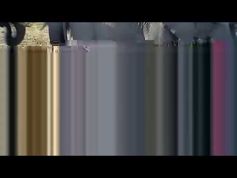 camera iphone 8 plus apk SANParks Orpen Camp Camera - Kruger National Park - South Africa.