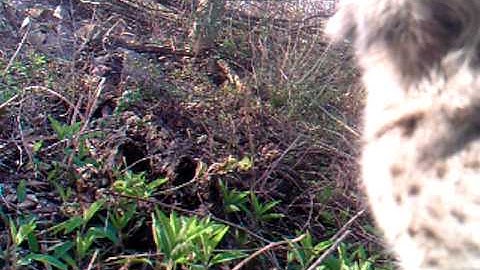 Bobcat: Up, Close and Personal