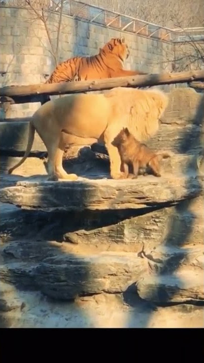 Singa Anjing dan harimau adalah sahabatku