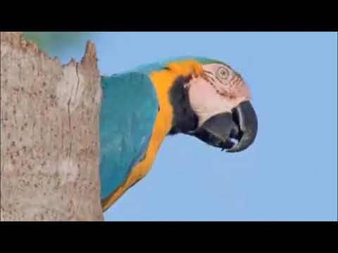 Wild Macaw Nesting Breeding :)