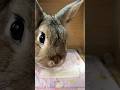 カメラに気付いた途端にぺろぺろ❣️🐰💦😋😆