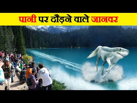 पानी पर दौड़ने वाले जानवर | Animals That can Walk on Water | Animal with Superpower