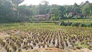 Download Lagu Vlog sawah yang sudah panen MP3