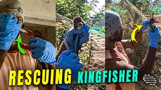 Samaritan Rescuing a Kingfisher Bird Caught in a Net