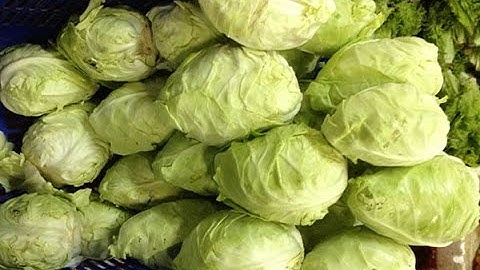 Bắp Cải Trái Tim Đà Lạt | Tuấn Nguyên Corp