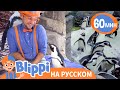 Пингвины в Зоопарке | Изучай этот мир вместе с Блиппи | Blippi Russian