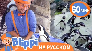 Пингвины в Зоопарке | Изучай этот мир вместе с Блиппи | Blippi Russian