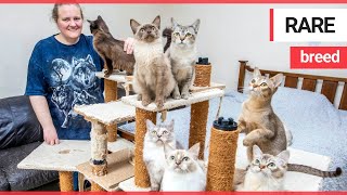 Cat breeder makes a £12,000 loss on her passion | SWNS TV