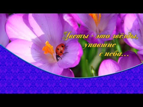 Цветы - это