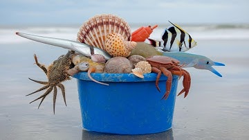 Dọc Bờ Biển Có Gì? – Thủy Triều Rút Lộ Ra Kho Hải Sản Tươi Sống