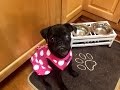 Dog Parenting & How To Puppy Potty Train Indoor Pad | idylle TIPS Dog Parenting & How To Puppy Potty Train Indoor Pad | idylle TIPS