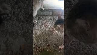 Anneye Bağırılmaz Üzülür Şfetedüş