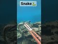 ウミヘビの輪くぐり【サーカス in the sea】