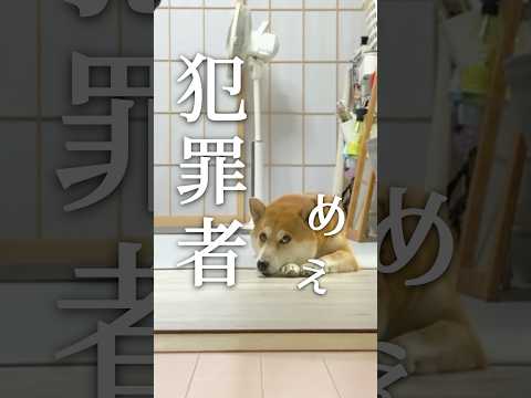 柴犬にピンチが迫る【あるじのステップ】