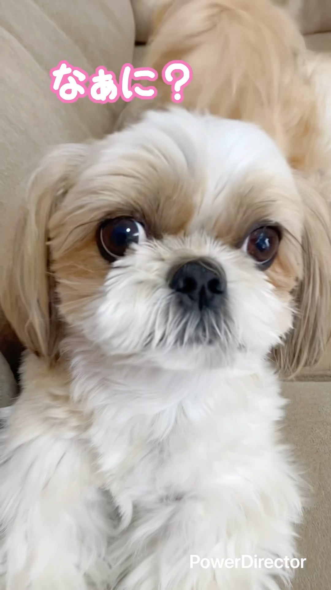 シーズー】ななちゃんのとある夜を大公開🐶 - YouTube