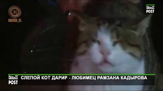 Слепой кот Дарир - любимец Рамзана Кадырова