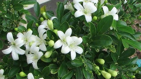 Bí quyết chăm sóc,bón phân cây Nguyệt Quế tươi tốt,ra hoa đầy cây,thơm ngát vào mùa Thu .