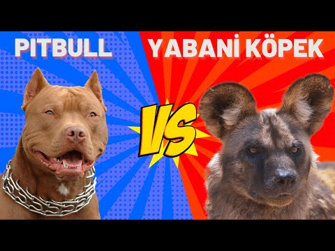 Pitbull Vs Afrika Yaban Köpekleri  #pitbull #yabani #köpek