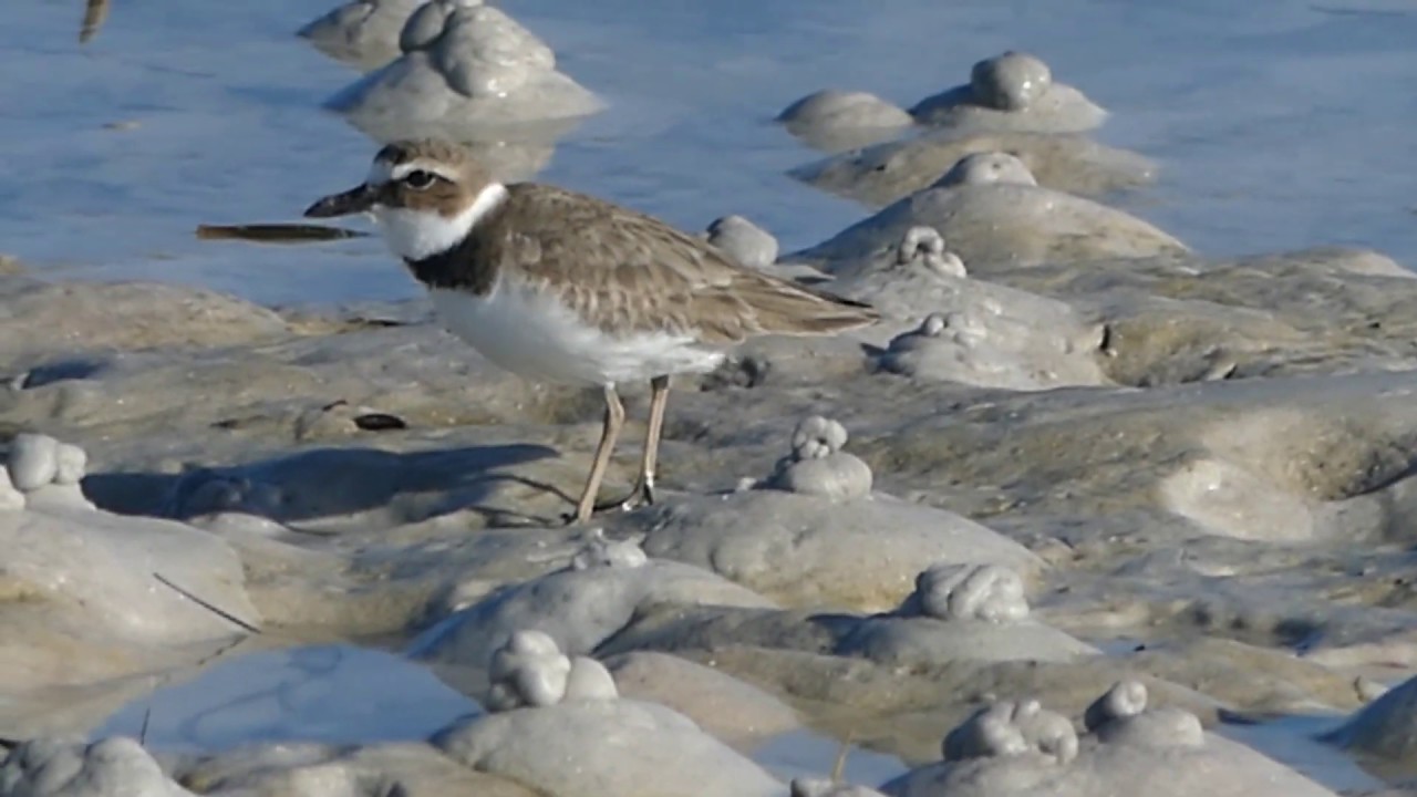 Wilson's Plover Foraging Outback Key Feb 10 2020 