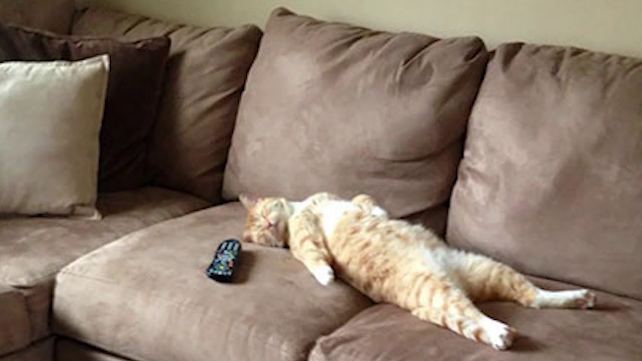 Настроение ничего не хочется. Кот на диване. Котик на диване. Прикольные диваны. Кот лежит на диване.