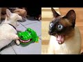 Funny cats and dogs video #9 😂