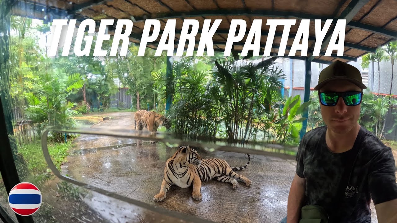 Driving Around with the Tigers | Tiger Park Pattaya 4k