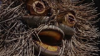 Cork Puppet Festival - Banksia BOB...live at the opera Content