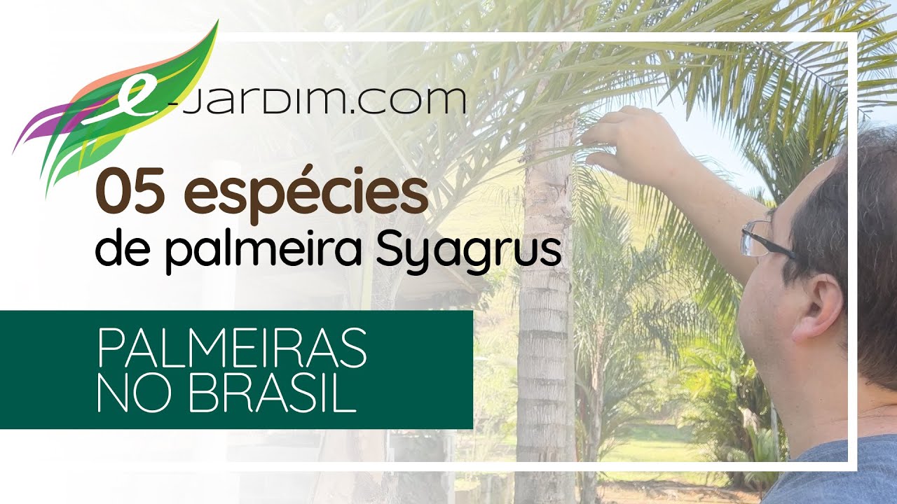 05 Espécies Pouco Conhecidas de Syagrus para Você Cultivar - Palmeiras no Brasil | Sítio E-Jardim