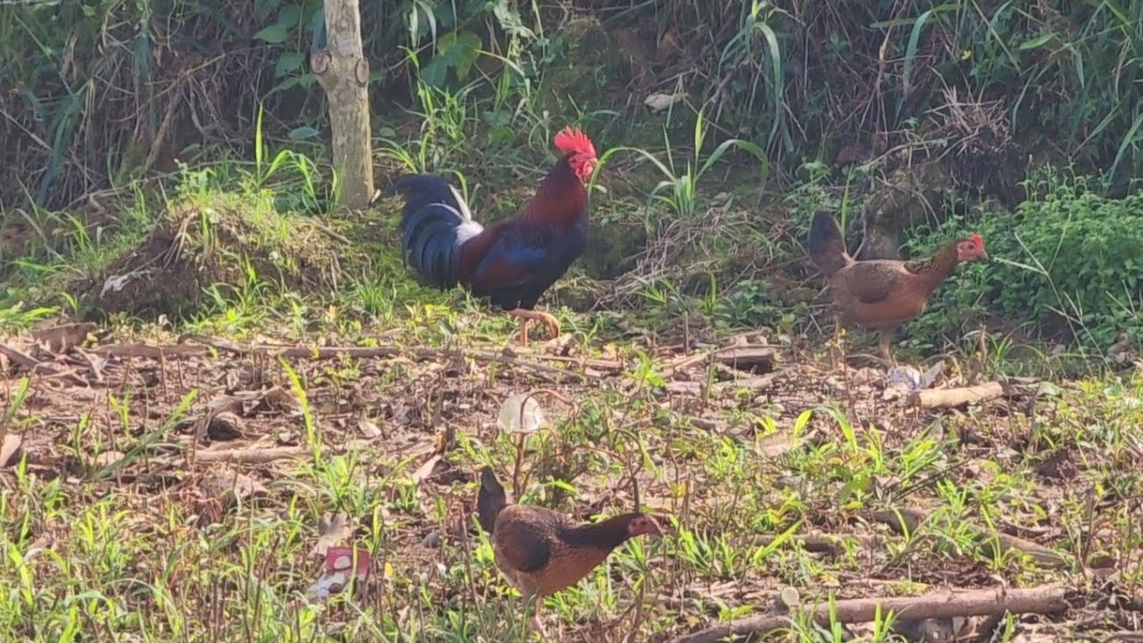 Uno de los recuerdos más fascinante en un lugar donde vivi mi infancia con mis primeros gallos 