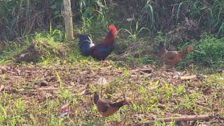 Uno De Los Recuerdos Más Fascinante En Un Lugar Donde Vivi Mi Infancia Con Mis Primeros Gallos