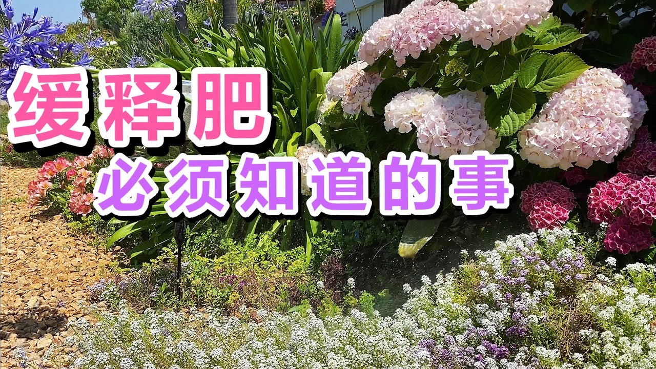 园艺篇173 吹上天的肥结果鸡肋了 缓释肥使用您必须知道的事 Youtube