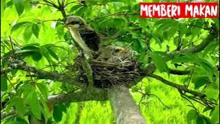 Burung Cendet di Alam Liar | Berkicau & Mencari Makan Serta Memberi makan Anaknya | Cendet/Pentet