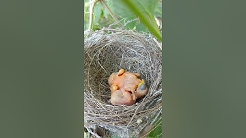 Cuckoo Baby Sleeping in Another Bird