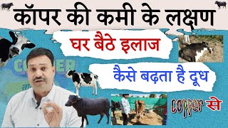 गय भस म कपर क कम क सर लकषण और घर बठ इलज Copper Deficiency In Cattle Buffalo Cows