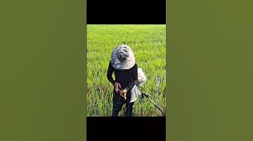 Bắt Cá Trê Lai Ruộng Gốc Rạ Nước Dô #shorts #bắtcátrêlai #cátrêlai