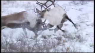 Frozen Planet | Discovery Latinoamérica