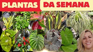 ✨plantas lindas que chegaram “Você entra pra olhar… e sai querendo levar uma de cada, fazemos envio🍃