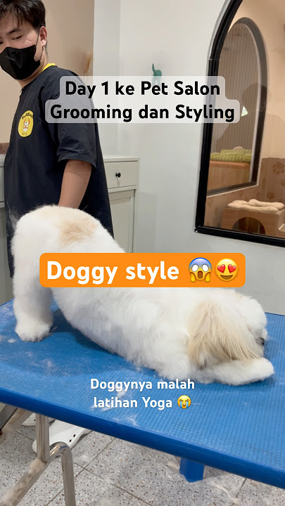 Doggy style 😨😍 #doggystyle #kelakuan #doggo #dog #random #day1 #groomingdog #shortvideo #4u