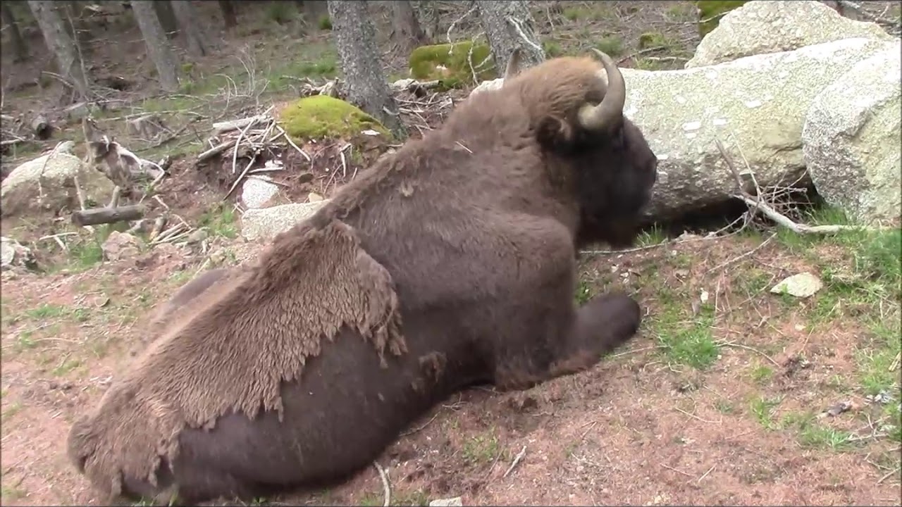 Margeride les bisons de SaintEulalie YouTube