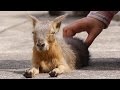 マーラの赤ちゃん 撫でてみた (Scratching Patagonian mara baby)