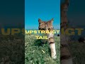 5 Signs You Are a Great Cat Owner ! #shorts