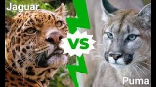 Jaguar vs Puma | The Ultimate Showdown