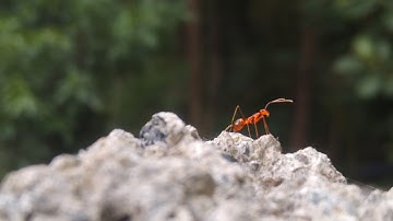 Challange  Live Stream