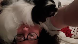 Panicked Japanese Chin licking by Teg'dirb 162 views 4 years ago 1 minute, 1 second