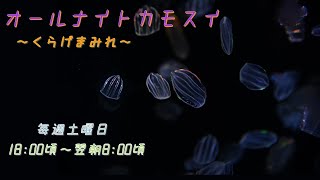 オールナイトカモスイ　～くらげまみれ～ #183　カンパナウリクラゲ
