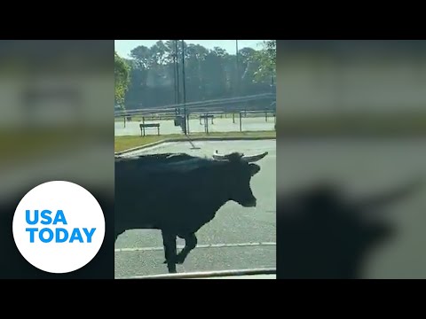 Bull seen walking down South Carolina street | USA TODAY