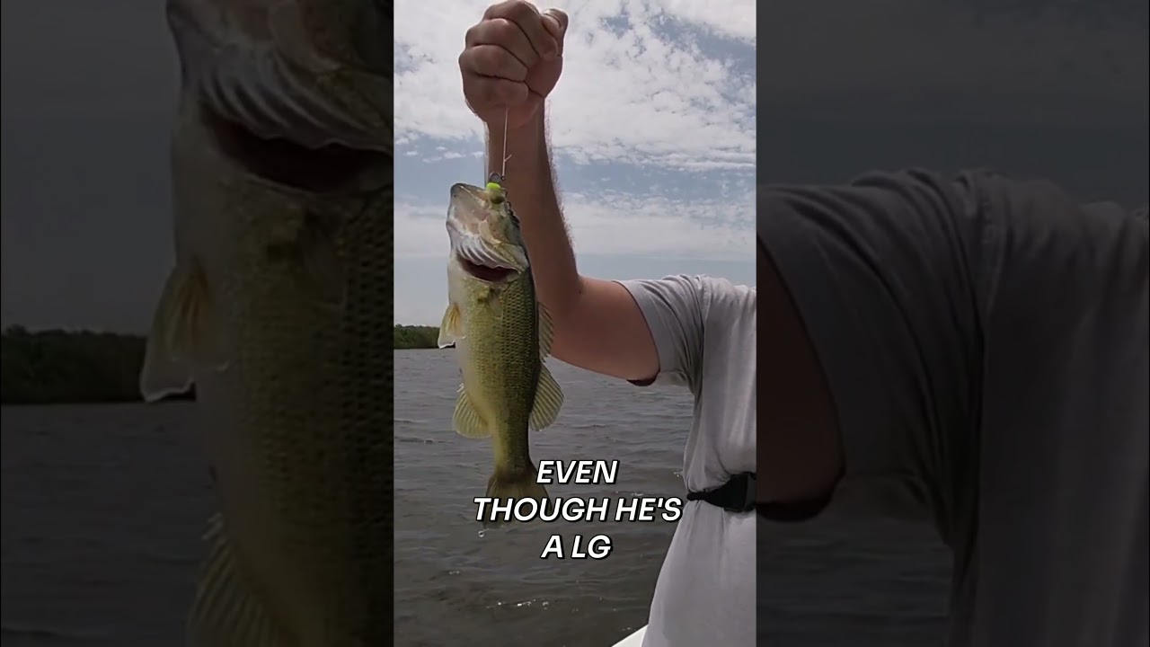Catching a Bass in Saltwater Marsh?