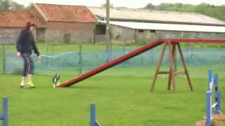 Boston Terrier Agility Video by Andrew Long 15,918 views 11 years ago 3 minutes, 29 seconds