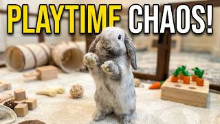 The Most Spoiled Bunny’s Dream Playpen Routine